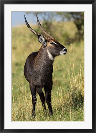 Framed Common Waterbuck wildlife, Maasai Mara, Kenya Print