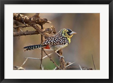 Framed D&#39;Arnaud&#39;s Barbet bird, Samburu Reserve, Kenya Print
