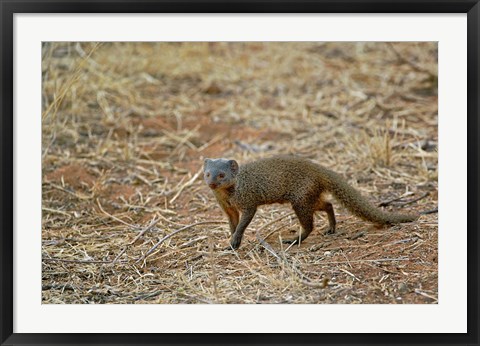 Framed Dwarf Mongoose, Samburu Game Reserve, Kenya Print