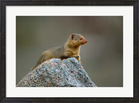 Framed Dwarf Mongoose, Serengeti National Park, Tanzania Print