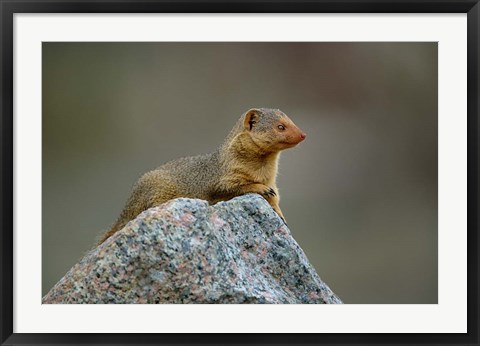 Framed Dwarf Mongoose, Serengeti National Park, Tanzania Print