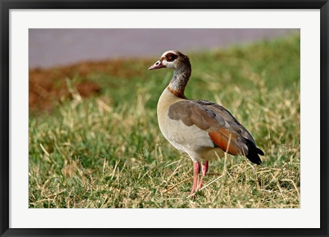 Framed Egyptian Goose, Samburu Game Reserve, Kenya Print