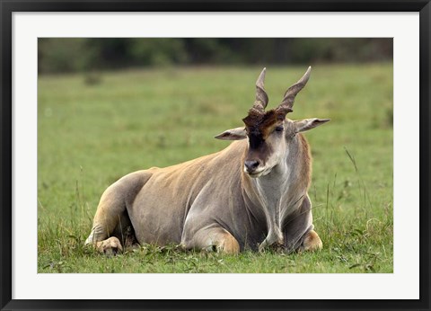 Framed Eland (Taurotragus oryx) Kenya&#39;s largest antelope Print