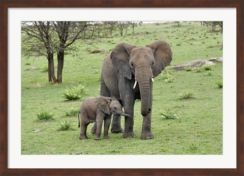 Framed Female African Elephant with baby, Serengeti National Park, Tanzania Print