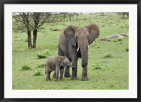 Framed Female African Elephant with baby, Serengeti National Park, Tanzania Print