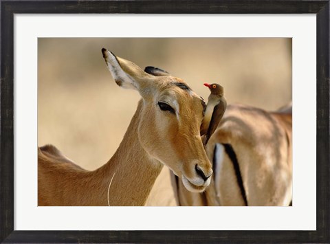 Framed Female Impala with Red-billed Oxpecker, Samburu Game Reserve, Kenya Print