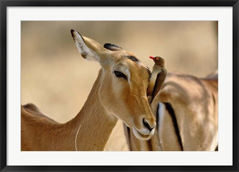 Framed Female Impala with Red-billed Oxpecker, Samburu Game Reserve, Kenya Print