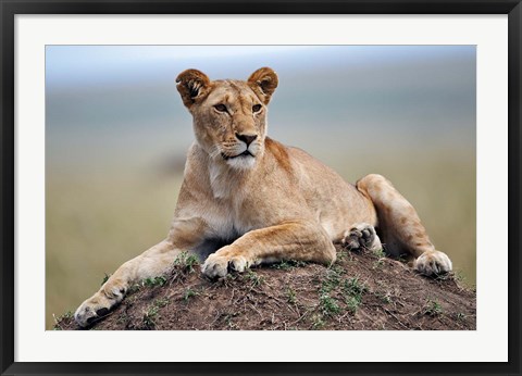 Framed Female lion on termite mound, Maasai Mara, Kenya Print