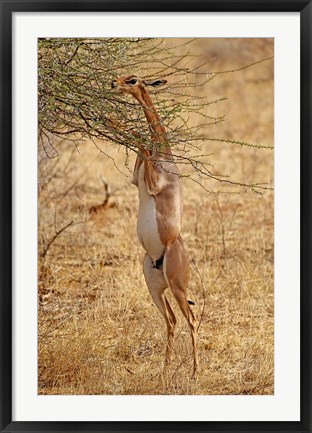 Framed Gerenuk antelope, Samburu Game Reserve, Kenya Print