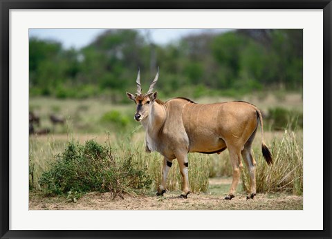 Framed Giant Eland wildlife, Serengeti National Park, Tanzania Print