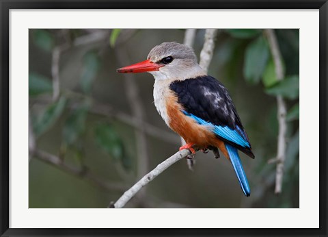 Framed Grey-headed Kingfisher bird, Maasai Mara, Kenya Print