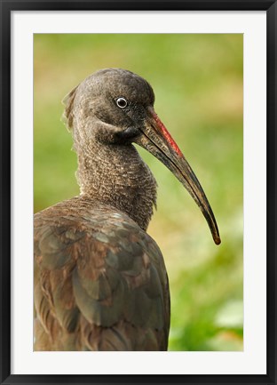 Framed Hadada Ibis bird, Samburu National Reserve, Kenya Print