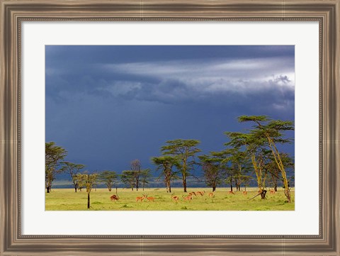 Framed Herd of male Impala, Lake Nakuru, Lake Nakuru National Park, Kenya Print