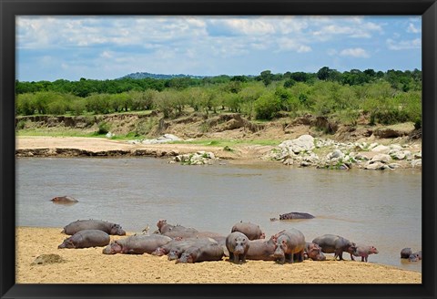 Framed Hippopotamus, Mara River, Serengeti NP, Tanzania Print