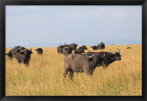 Framed African Buffalo (Syncerus caffer), Mount Kenya National Park, Kenya Print