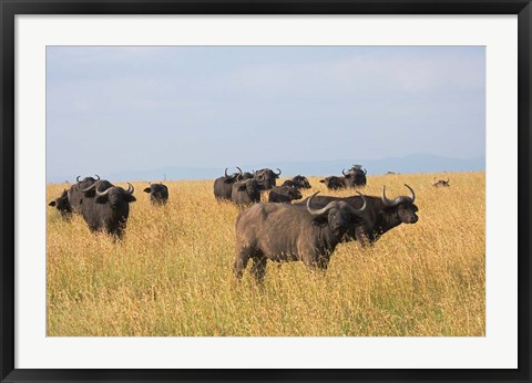 Framed African Buffalo (Syncerus caffer), Mount Kenya National Park, Kenya Print