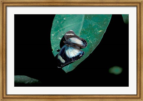 Framed Butterfly on leaf, Gombe National Park, Tanzania Print