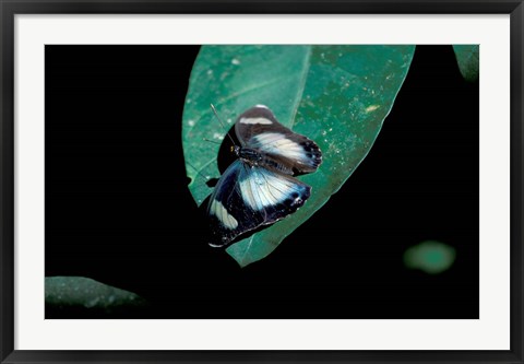 Framed Butterfly on leaf, Gombe National Park, Tanzania Print