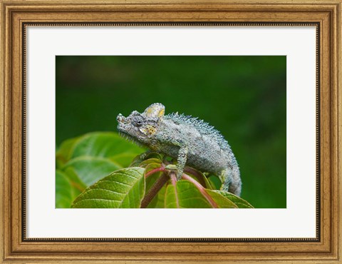 Framed Chameleon on leaves, Nakuru, Kenya Print