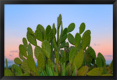 Framed Dry Forest, Berenty National park, Toliara, Madagascar Print