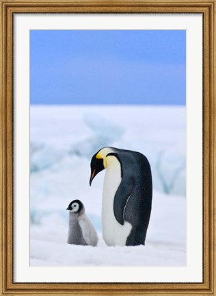 Framed Parent and chick Emperor Penguin, Snow Hill Island, Antarctica Print