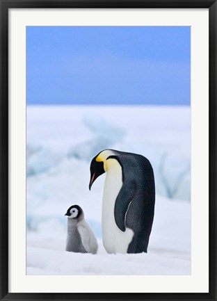 Framed Parent and chick Emperor Penguin, Snow Hill Island, Antarctica Print