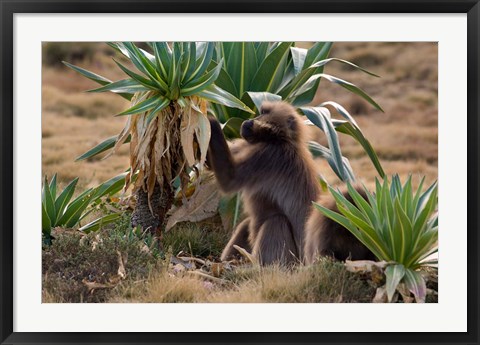 Framed Gelada Baboons With Giant Lobelia, Simen National Park, Northern Ethiopia Print