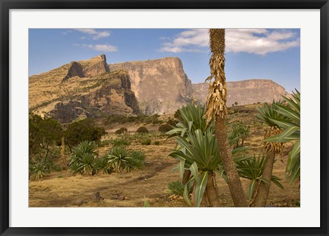 Framed Giant Lobelia, Simen National Park, Northern Ethiopia Print