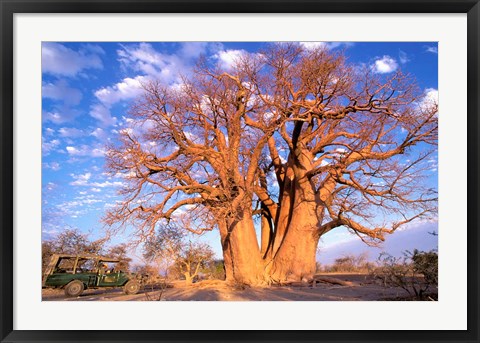 Framed Baobab, Okavango Delta, Botswana Print