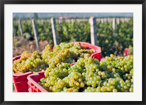 Framed Harvesting Chardonnay grapes in Huailai Rongchen vineyard, Hebei Province, China Print