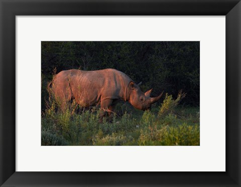 Framed Black rhinoceros Diceros bicornis, Etosha NP, Namibia, Africa. Print