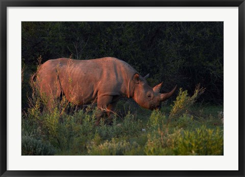 Framed Black rhinoceros Diceros bicornis, Etosha NP, Namibia, Africa. Print