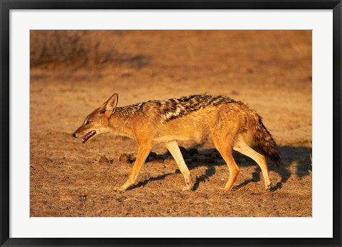 Framed Black-backed jackal, Canis mesomelas, Etosha NP, Namibia, Africa. Print