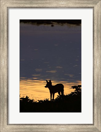 Framed Black-backed jackal, Okaukuejo waterhole, Etosha NP, Namibia, Africa. Print