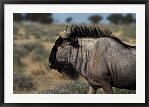 Framed Blue wildebeest, Connochaetes taurinus, Etosha NP, Namibia, Africa. Print