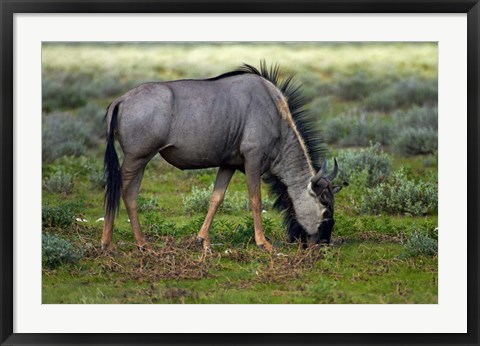 Framed Blue wildebeest, Etosha National Park, Namibia Print