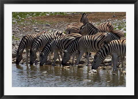 Framed Burchells zebra at Okaukuejo waterhole, Etosha NP, Namibia, Africa. Print