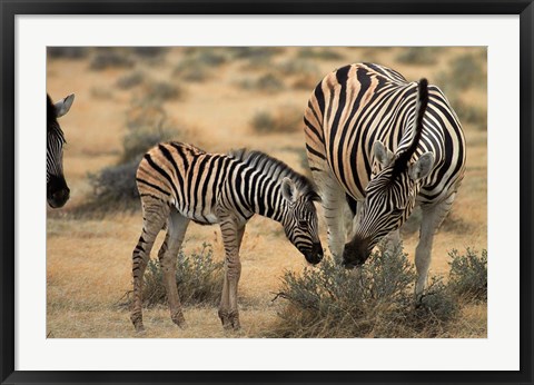 Framed Burchell&#39;s zebra foal and mother, Etosha National Park, Namibia Print