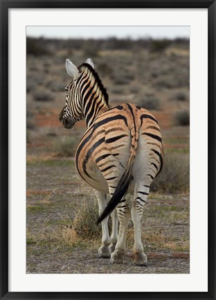 Framed Burchells zebra with mismatched stripes, Etosha NP, Namibia, Africa. Print