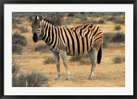 Framed Burchells zebra, burchellii, Etosha NP, Namibia, Africa. Print