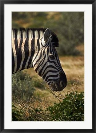 Framed Zebra&#39;s head, Namibia, Africa. Print