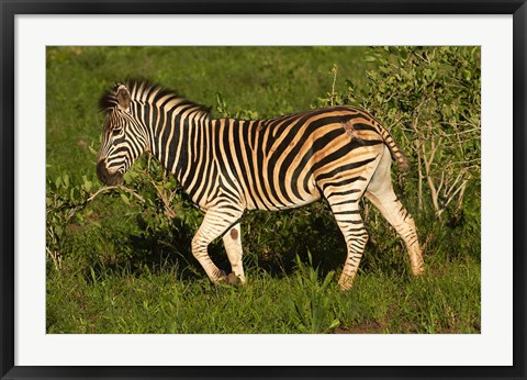 Framed Burchells zebra, burchellii, Kruger NP, South Africa Print