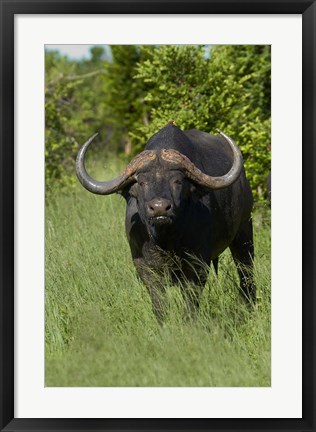 Framed Cape buffalo, Hwange National Park, Zimbabwe, Africa Print