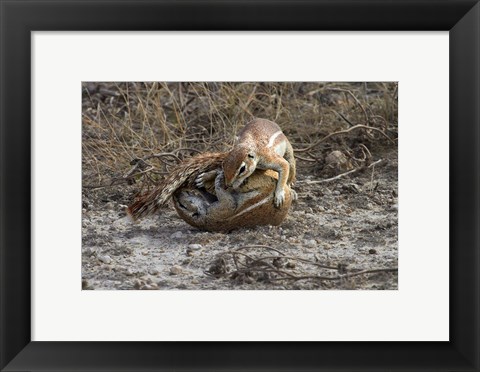 Framed Cape ground squirrels fighting, Etosha NP, Namibia, Africa. Print