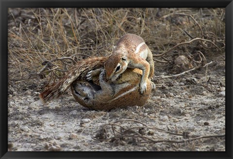 Framed Cape ground squirrels fighting, Etosha NP, Namibia, Africa. Print