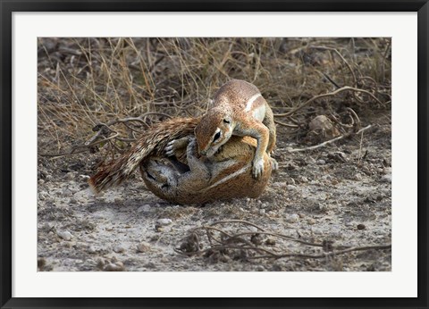 Framed Cape ground squirrels fighting, Etosha NP, Namibia, Africa. Print