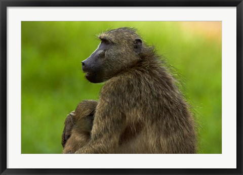 Framed Chacma baboon and baby, Kruger NP, South Africa Print