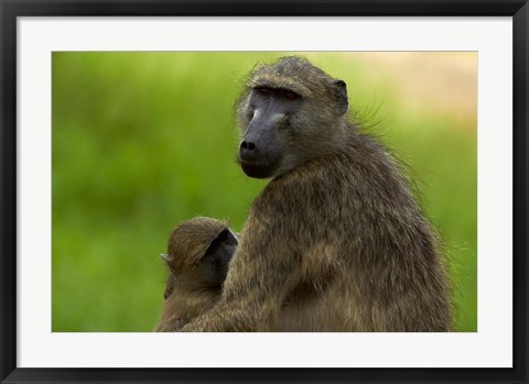 Framed Chacma baboon, Papio ursinus, and baby, Kruger NP, South Africa Print