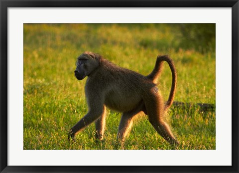 Framed Chacma baboon, Papio ursinus, Kruger NP, South Africa Print