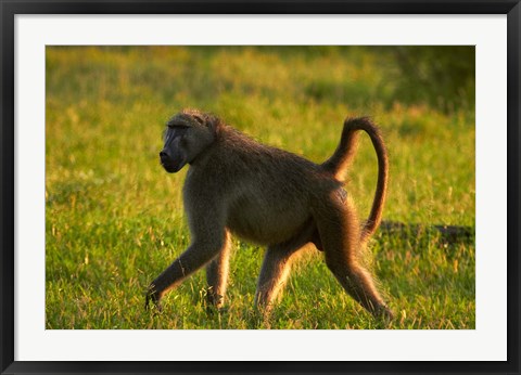 Framed Chacma baboon, Papio ursinus, Kruger NP, South Africa Print